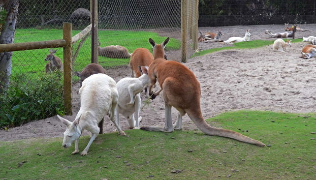 Excursión privada desde Perth - Foto 3