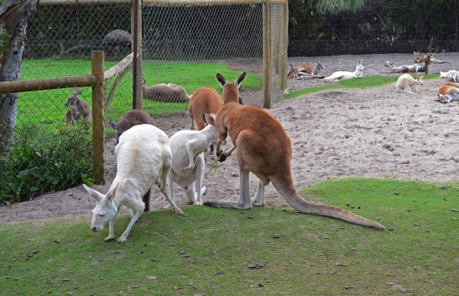 Escursione privata da Perth - Foto 3