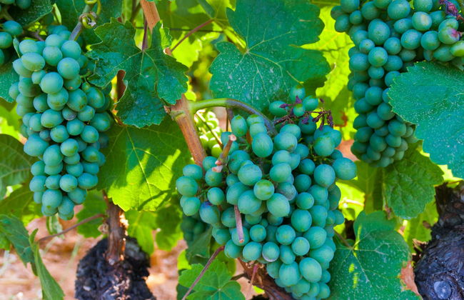 Escursione al Palacio de Canedo - Foto 1