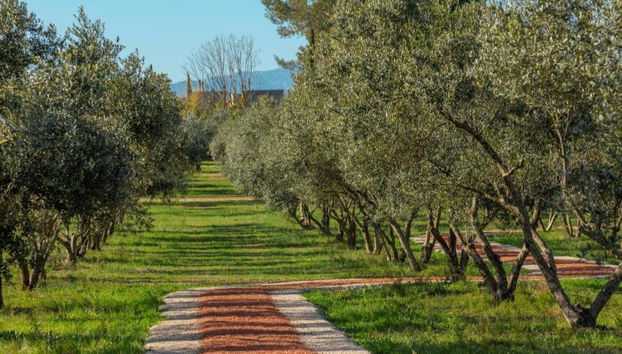 Visita a la finca LA Organic con cata de aceite - Foto 5