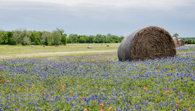 Visite des caves du Texas Hill Country + Barbecue - Photo 3