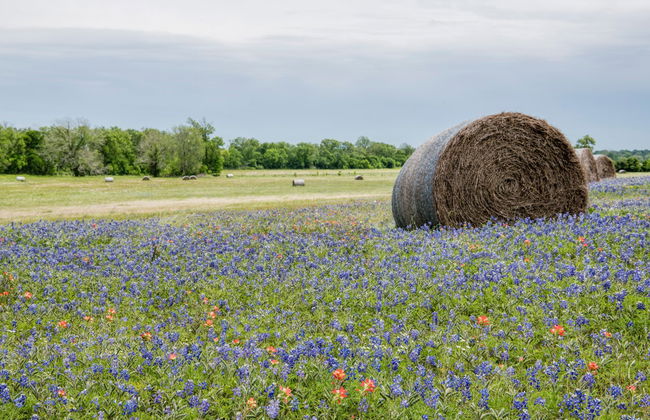 Visite des caves du Texas Hill Country + Barbecue - Photo 3