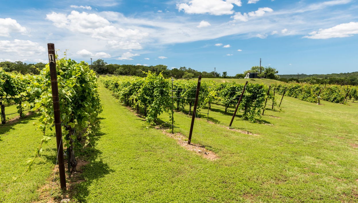 Visite des caves du Texas Hill Country + Barbecue - Photo 1
