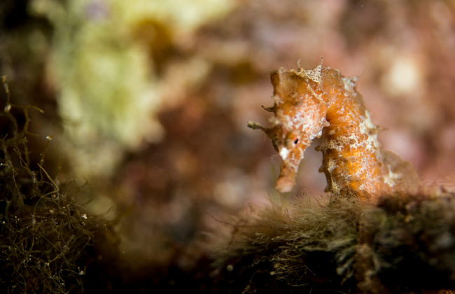 Baptême de plongée à Aci Castello - Photo 6