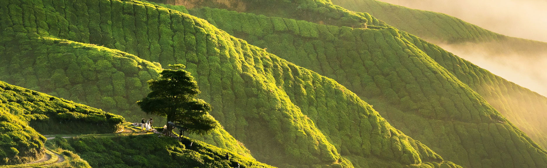 Cameron Highlands Tour - Foto 1