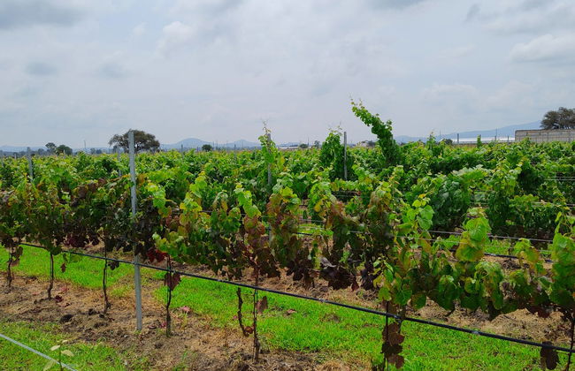 Degustación de vinos en la bodega Freixenet + Cata de quesos en Cava Bocanegra - Foto 2