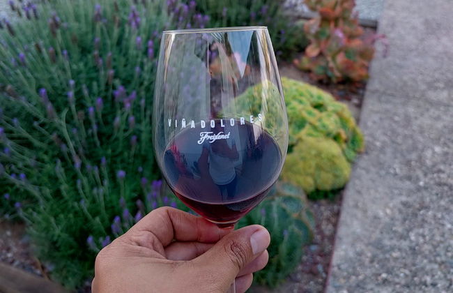Degustación de vinos en la bodega Freixenet + Cata de quesos en Cava Bocanegra - Foto 6