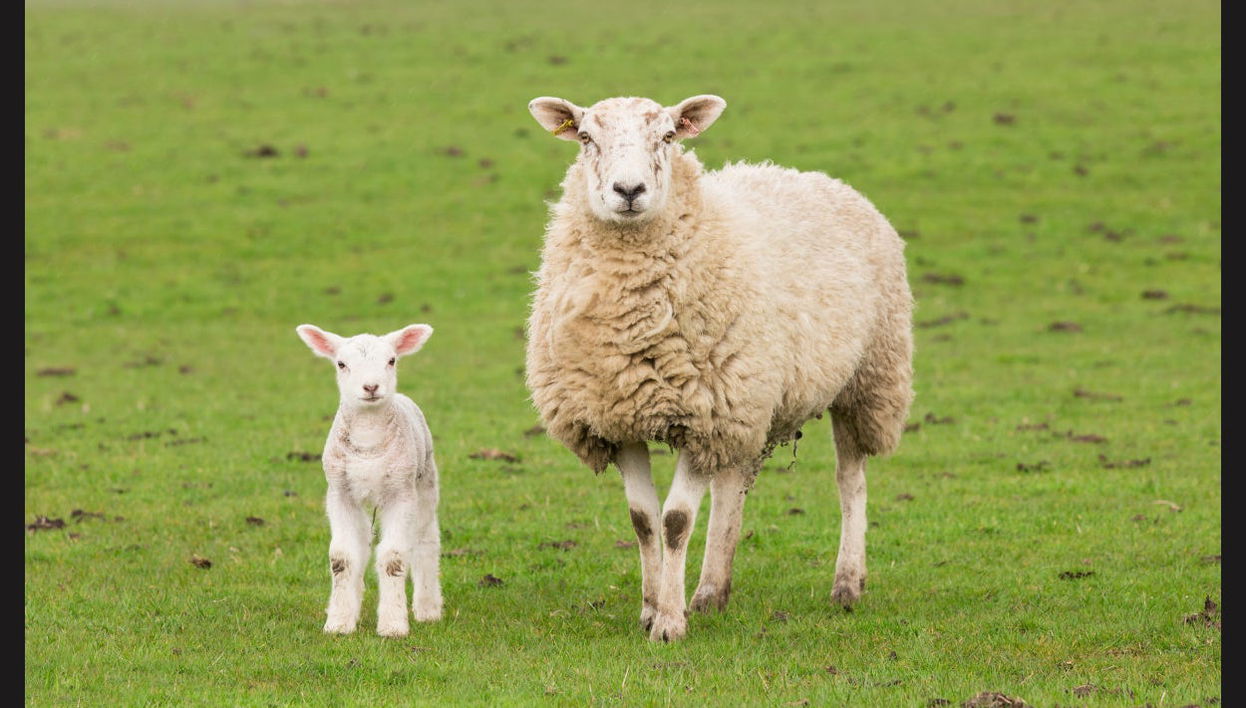 El Galpón Farm Trip - Foto 1