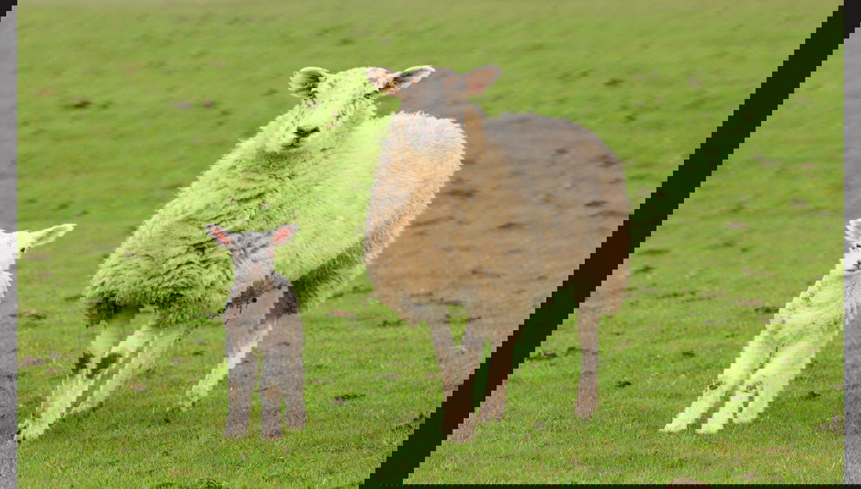 Excursión a la Estancia El Galpón - Foto 1