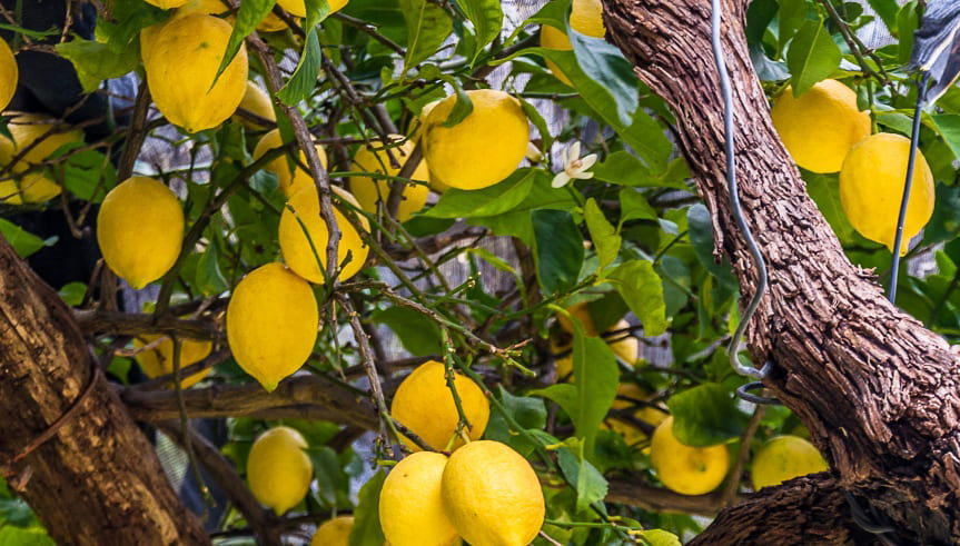 Sorrento Limoncello Tour