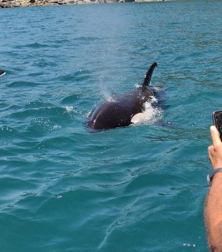 Foto de Paseo en barco por las islas Couves y Prumirim