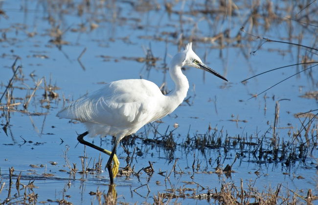 Observation d'oiseaux dans le delta de l'Ebre - Photo 6
