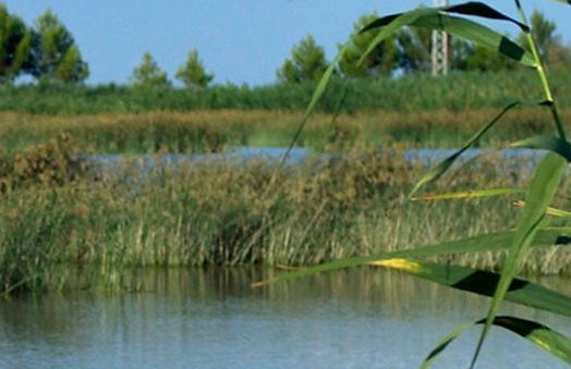 Ebro Delta Bird Watching Tour - Photo 4