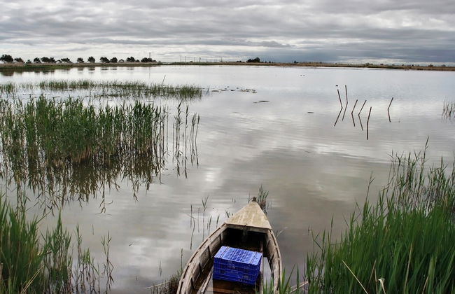 Ebro Delta Bird Watching Tour - Photo 2