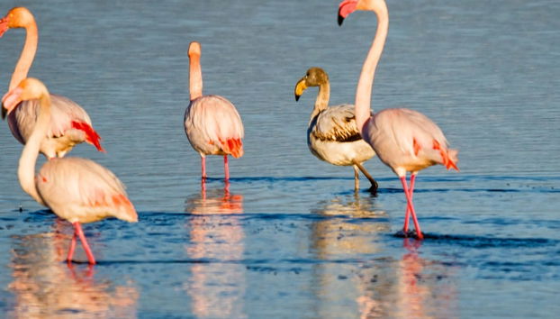 Observation d'oiseaux dans le delta de l'Ebre - Photo 5