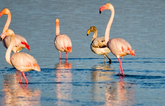 Observation d'oiseaux dans le delta de l'Ebre - Photo 5