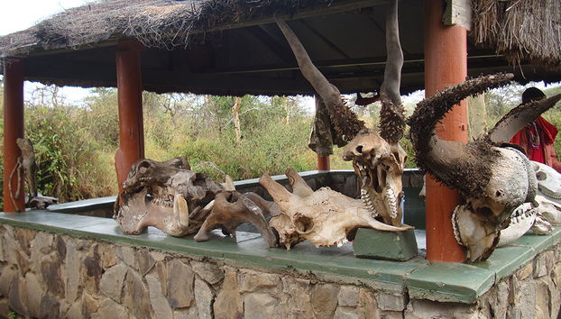 Visit of Nairobi National Park, Carnivore and Bomas of Kenya - Photo 3