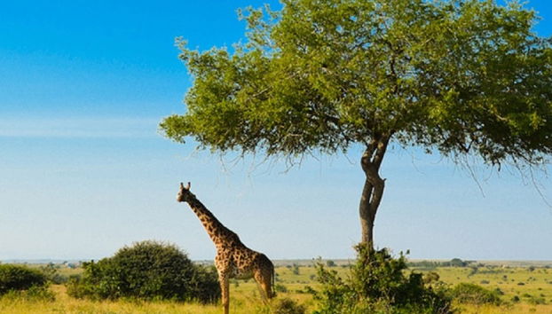 Visit of Nairobi National Park, Carnivore and Bomas of Kenya - Photo 2