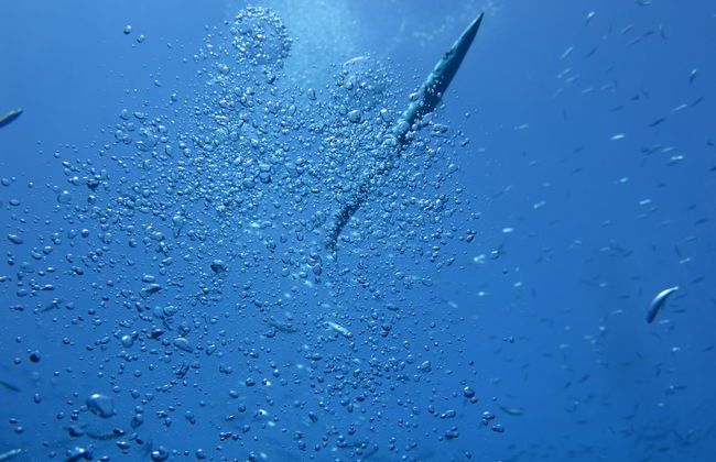 Snorkeling a Denia - Foto 5