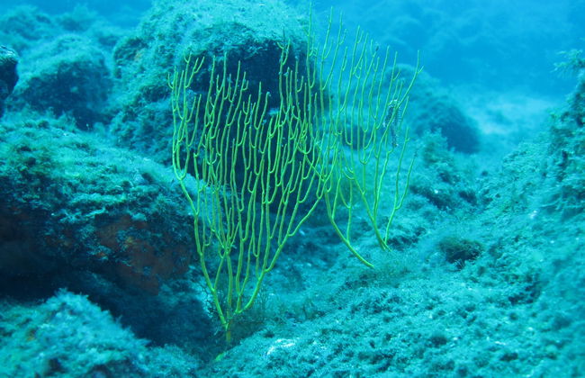 Snorkeling a Denia - Foto 7