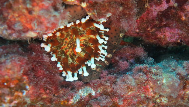 Contemplando la biodiversidad marina de Denia