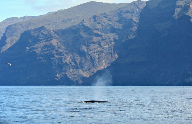 Paseo en velero por Los Gigantes - Foto 4