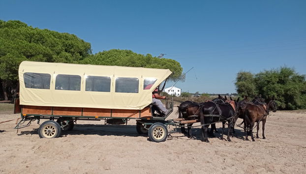Balade en calèche dans Doñana et El Rocío - Photo 4