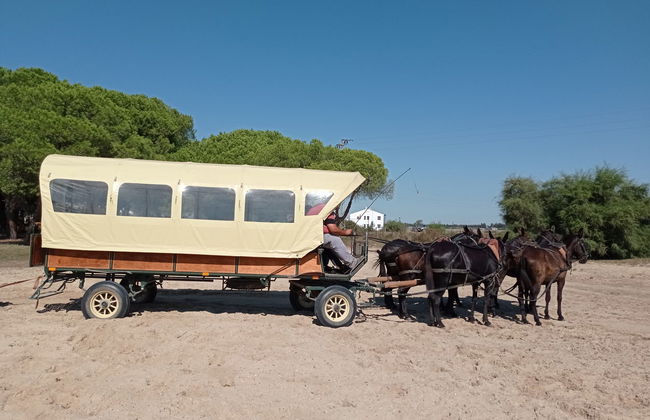 Balade en calèche dans Doñana et El Rocío - Photo 4