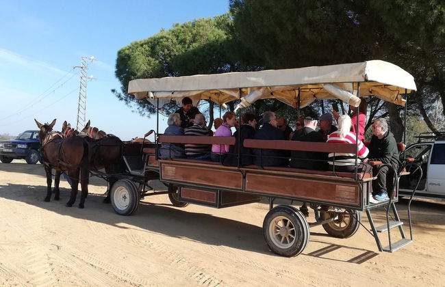 Balade en calèche dans Doñana et El Rocío - Photo 2