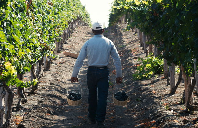 Visita a la bodega Dos Hemisferios - Foto 10