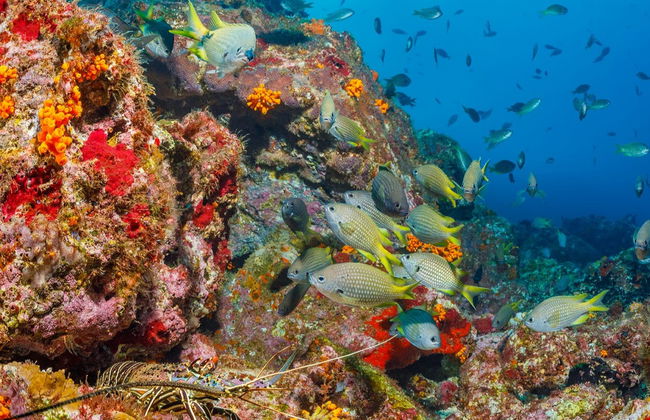 Snorkeling a Mindelo - Foto 2