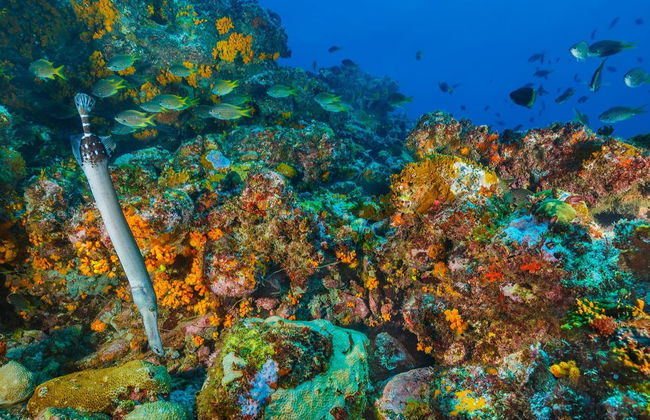 Snorkeling a Mindelo - Foto 4