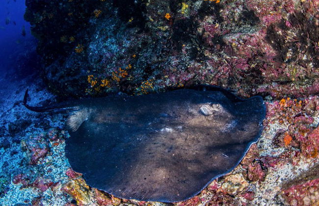 Snorkeling a Mindelo - Foto 3