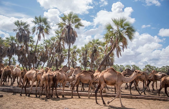 Northern Kenya 9-Day Private Tour - Photo 3
