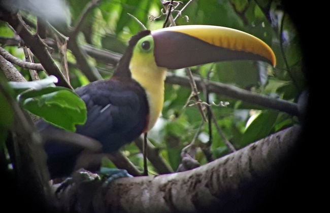 Excursión al Parque Nacional Corcovado - Foto 5