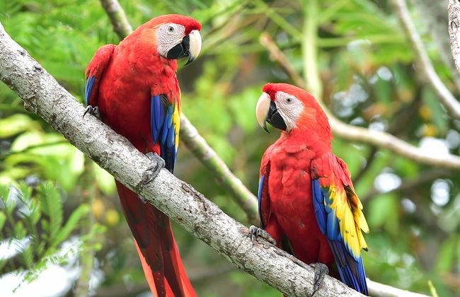 Excursión al Parque Nacional Corcovado - Foto 8