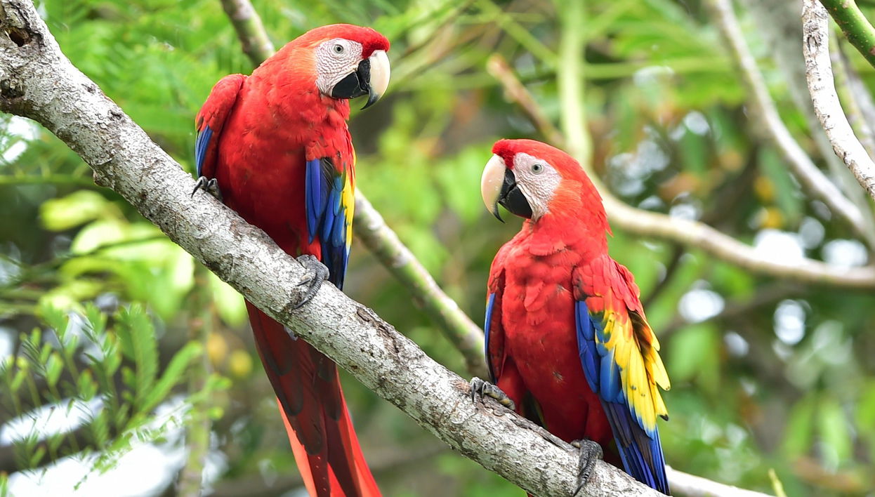 Corcovado National Park Excursion