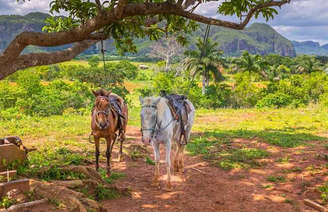 Viñales Valley Carriage Ride - Photo 6
