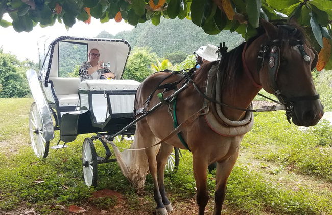 Viñales Valley Carriage Ride - Photo 3