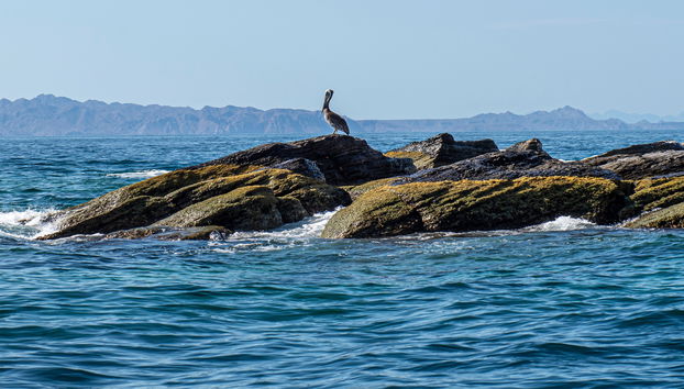 Excursión a la isla Coronado - Foto 4