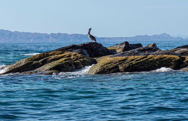 Coronado Island Trip - Photo 4