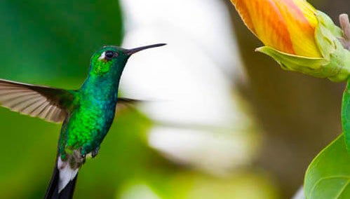 Excursión al Parque Nacional Ciénaga de Zapata - Foto 1