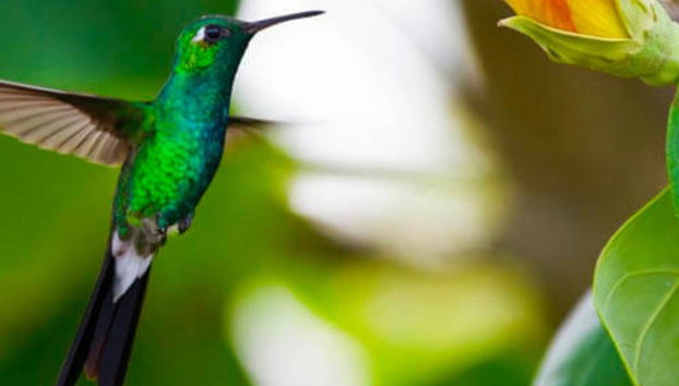 Excursión al Parque Nacional Ciénaga de Zapata - Foto 4