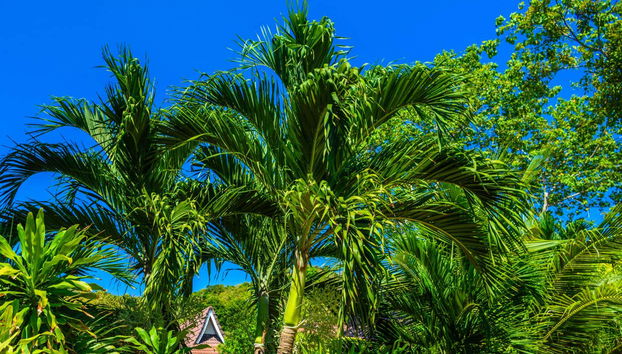 Speedboat Transfer to Krabi Peninsula - Photo 3