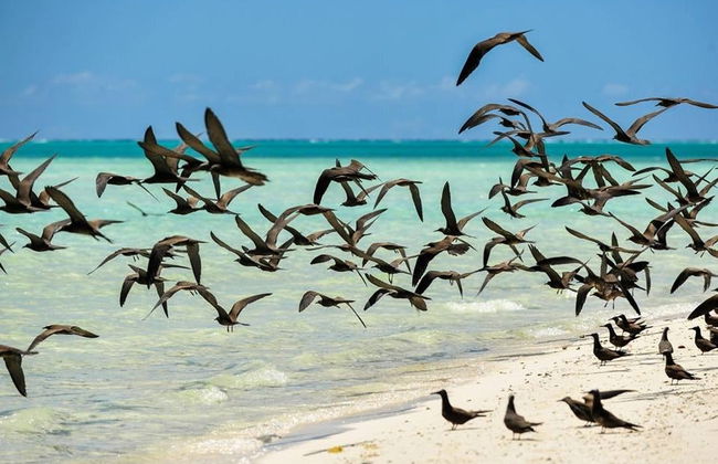 Excursão a Tetiaroa - Foto 7