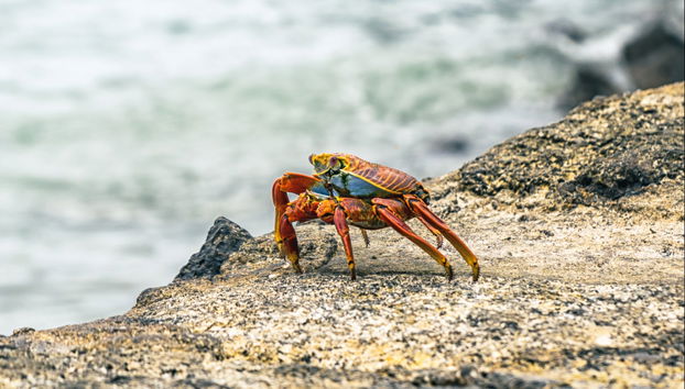 Ferry Between Santa Cruz + San Cristóbal Islands - Foto 5