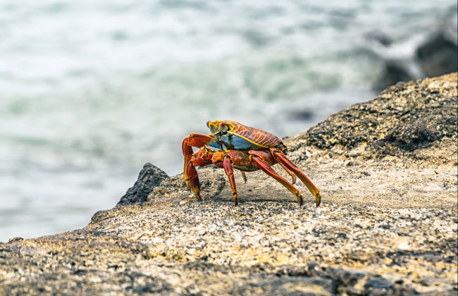 Ferry Between Santa Cruz + San Cristóbal Islands - Foto 5