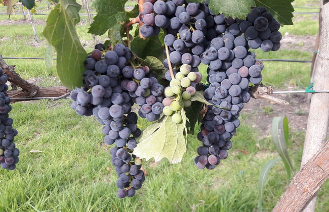 Visite d'un vignoble à San Miguel de Allende + dégustation de mezcal - Photo 1