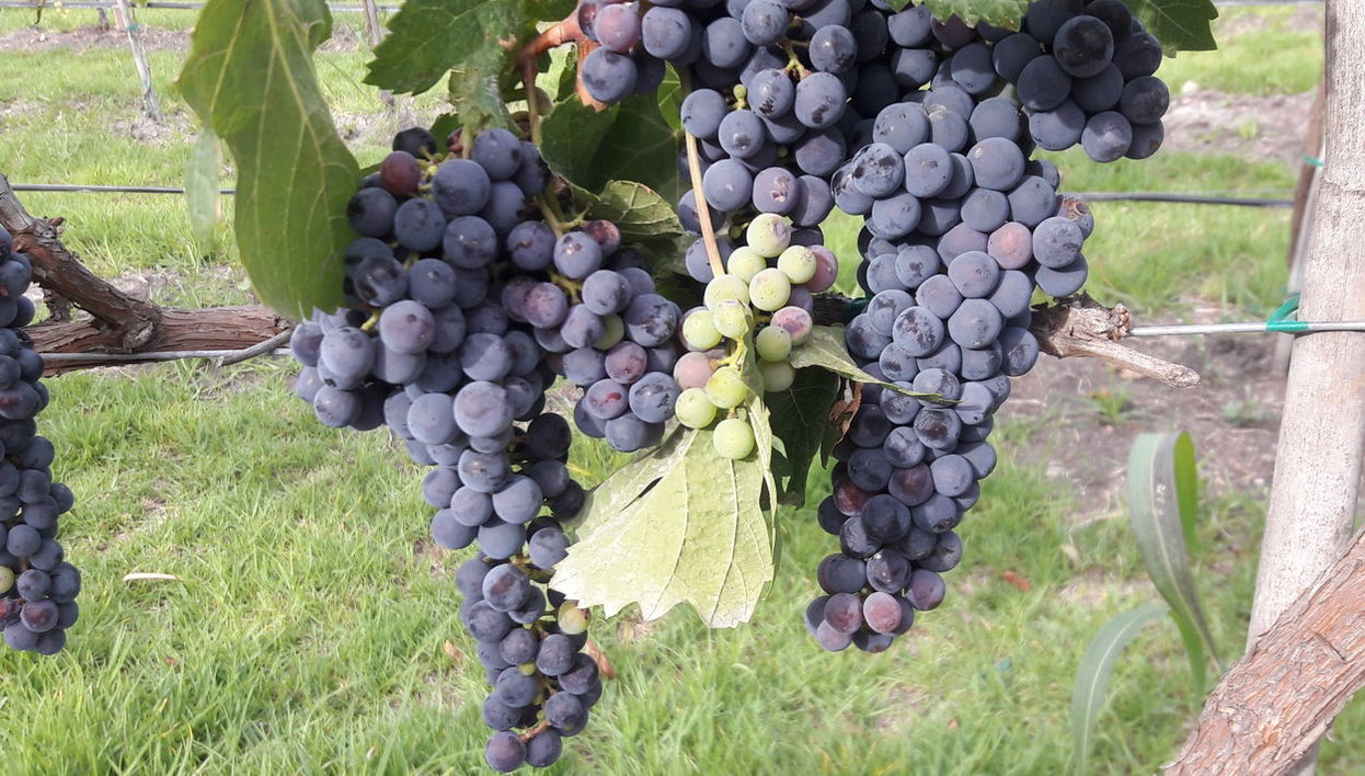 Visite d'un vignoble à San Miguel de Allende + dégustation de mezcal - Photo 1