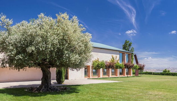 Visita privada al olivar y cata de AOVE con degustación - Foto 3